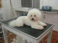/album/galeria-de-fotos/bichon-frise-jpg2/